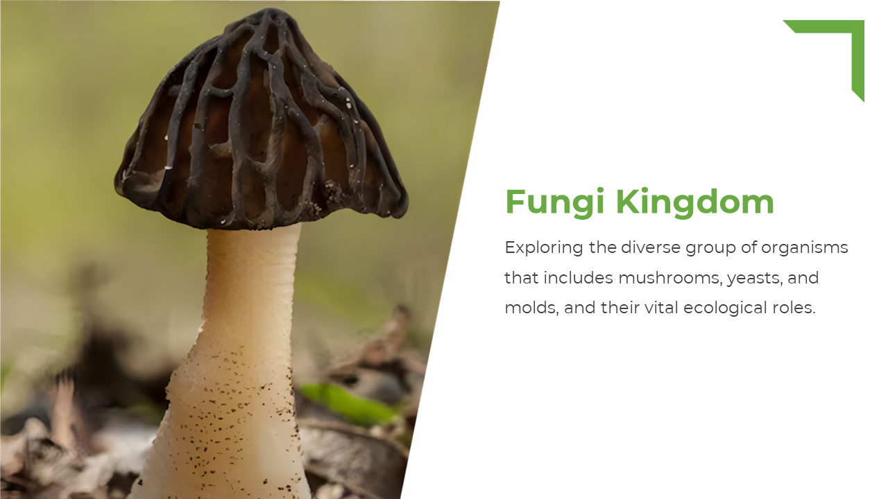 Slide shows a dark brown mushroom with a ridged cap on beige stalk and right side has green heading and text on white.