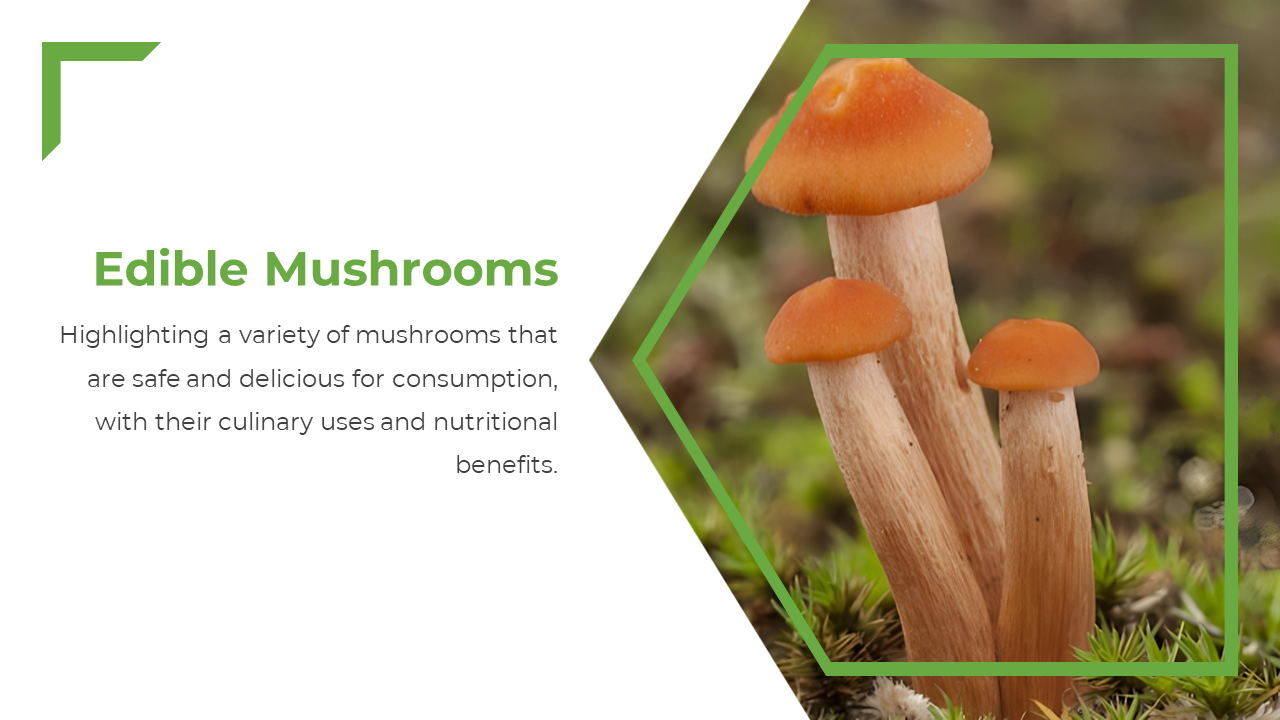 Slide shows orange mushrooms in a slanted green outlined arrow shape and left side has title and black text on white panel.