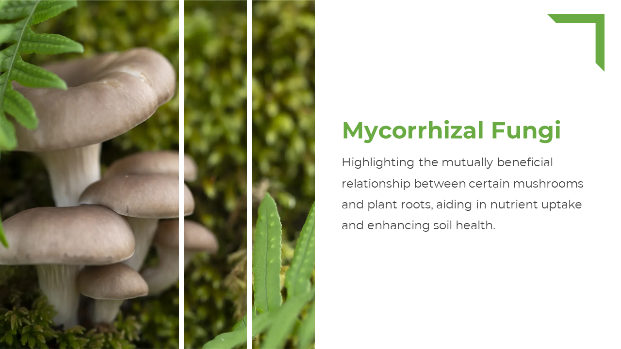 Left side shows close up mushrooms on moss in three vertical panels and right has green title and text on white background.