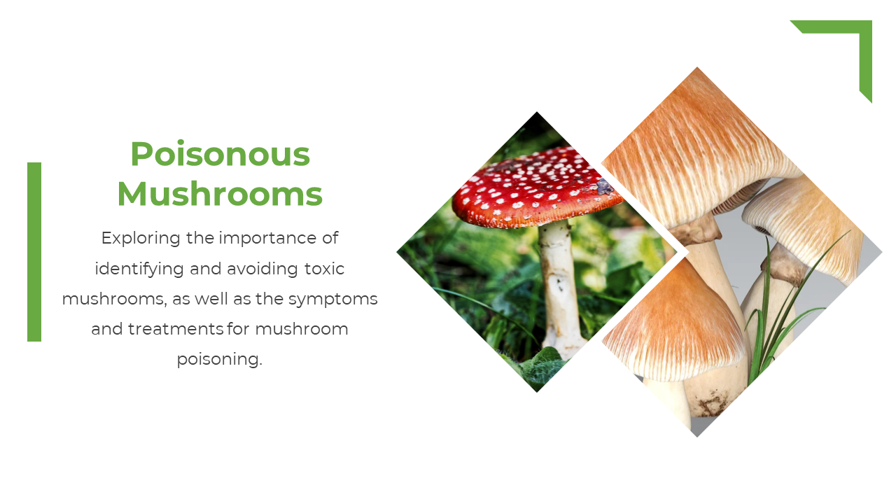 Green title and text on left, two diamond shaped images on right show red and tan poisonous mushrooms with white stems.