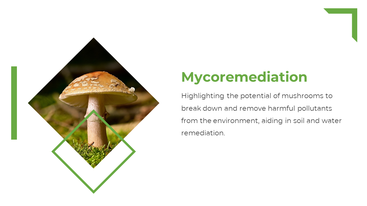 Diamond shaped image of a brown mushroom on moss to the left, green title and environmental text on white to the right.