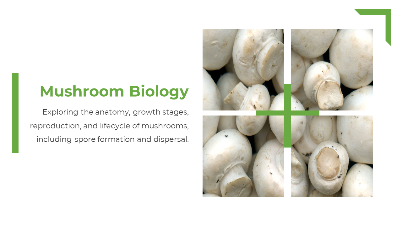 Slide shows white mushrooms divided into four square sections with green cross, and text on left white backdrop.