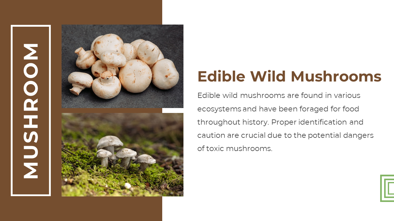 Slide with brown sidebar featuring title, two mushroom photos stacked, and title with text on white right background.