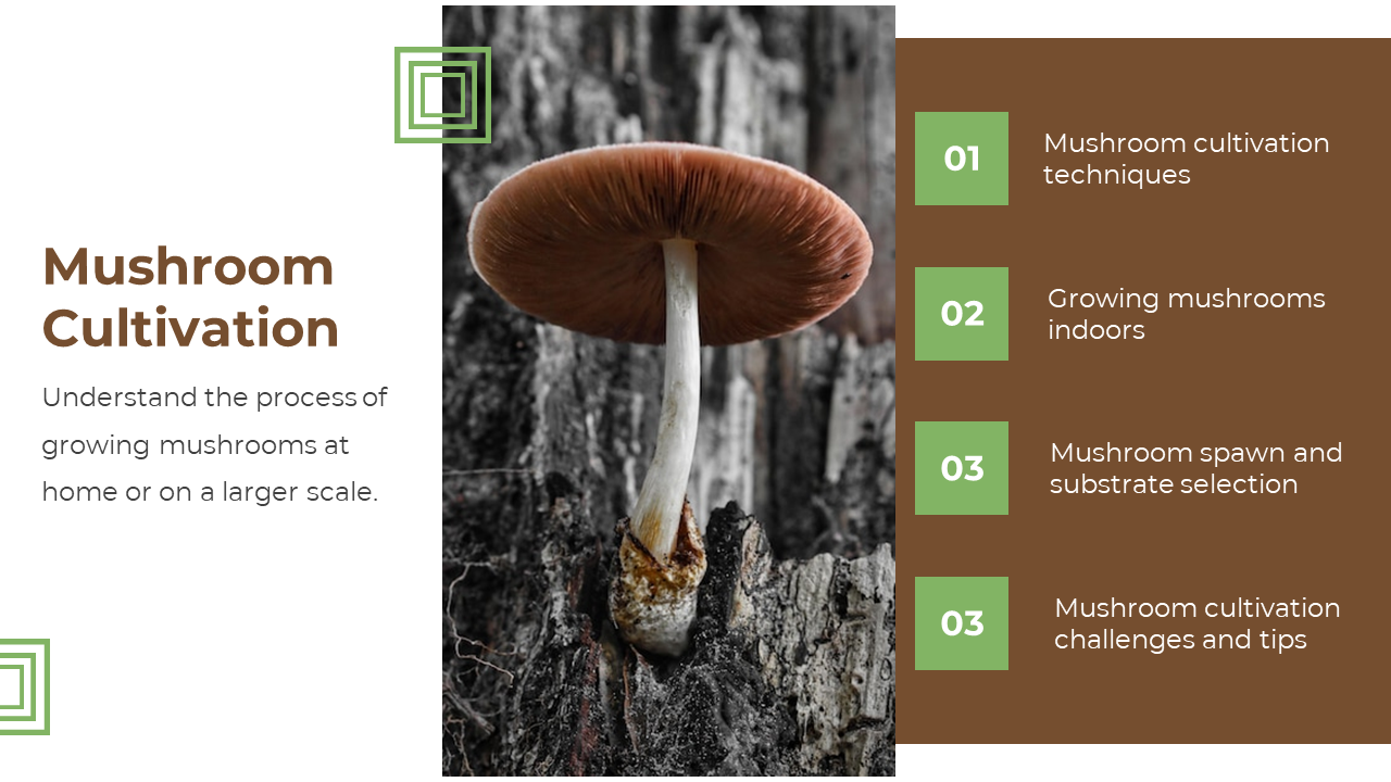 Three column layout with white text space, central mushroom on bark, and brown panel right with green numbered blocks.