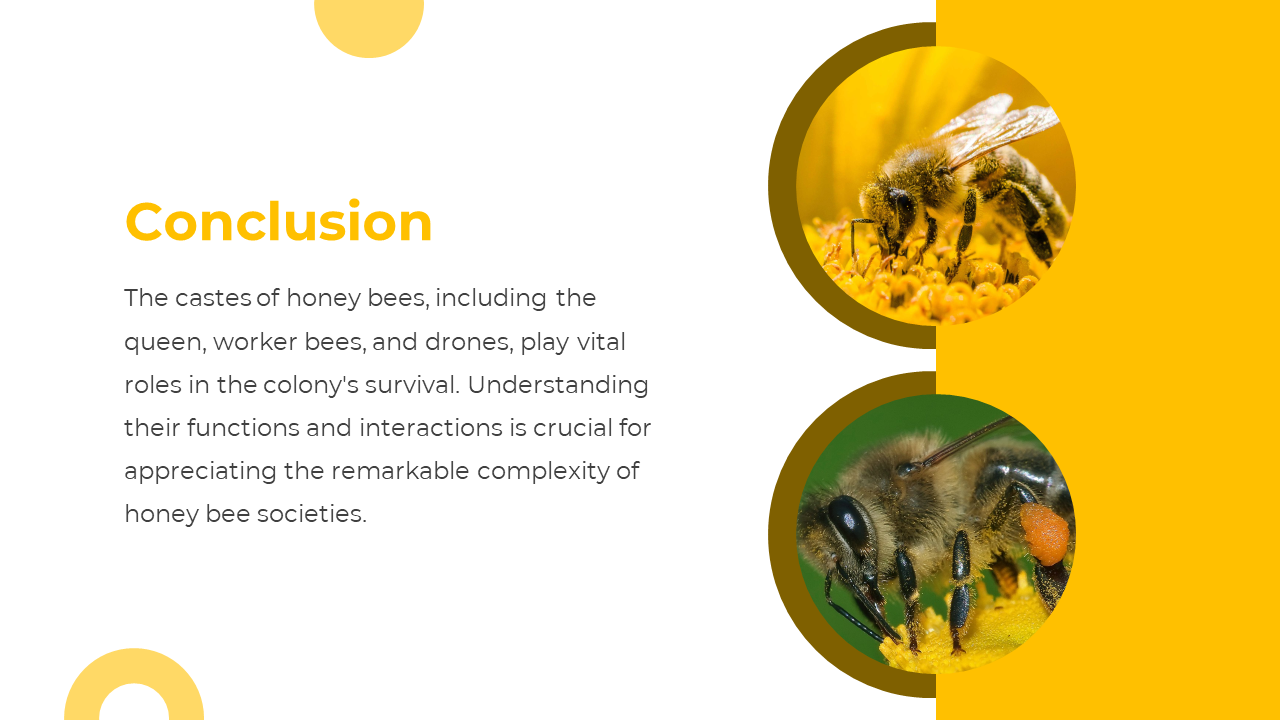 83294-castes-of-honey-bee-powerpoint-presentation-06