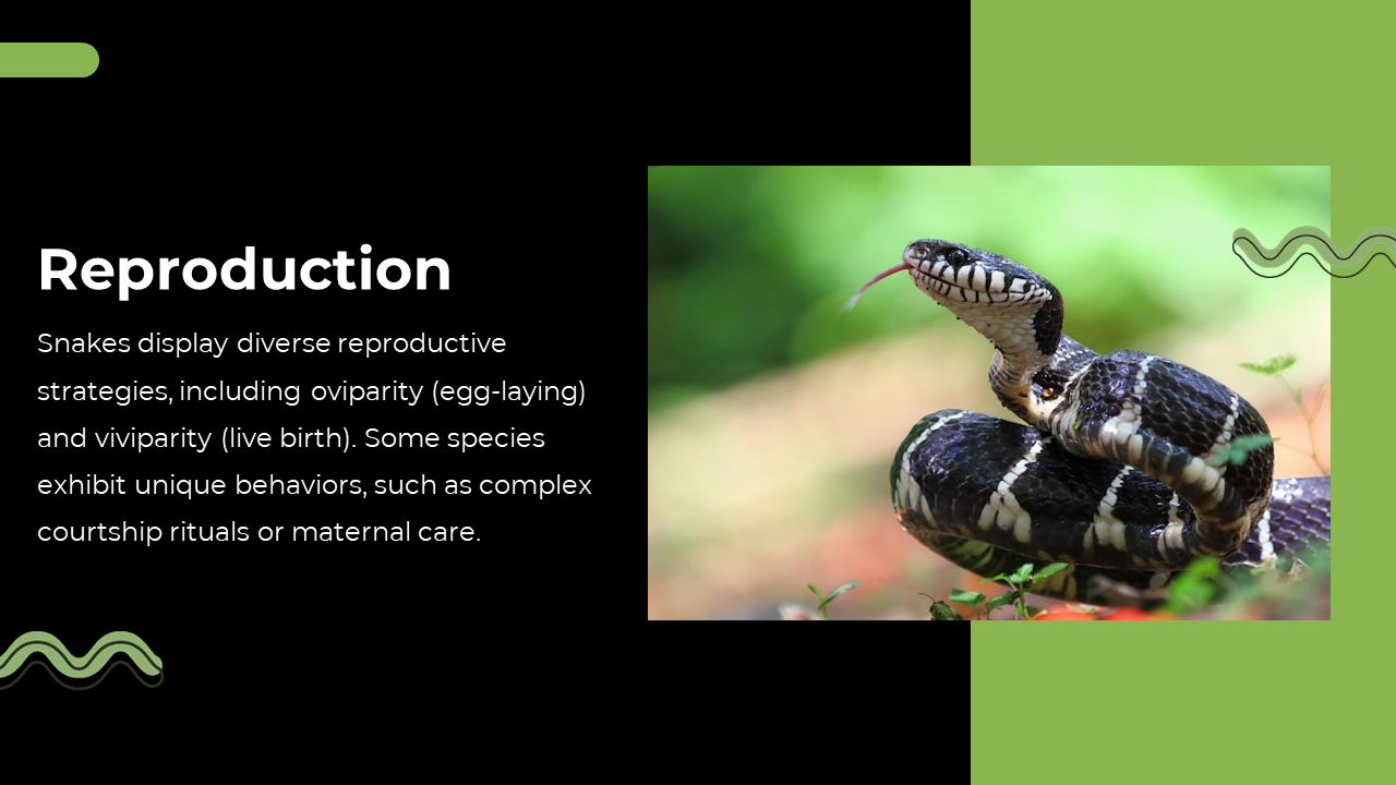 79442-snake-powerpoint-template-08