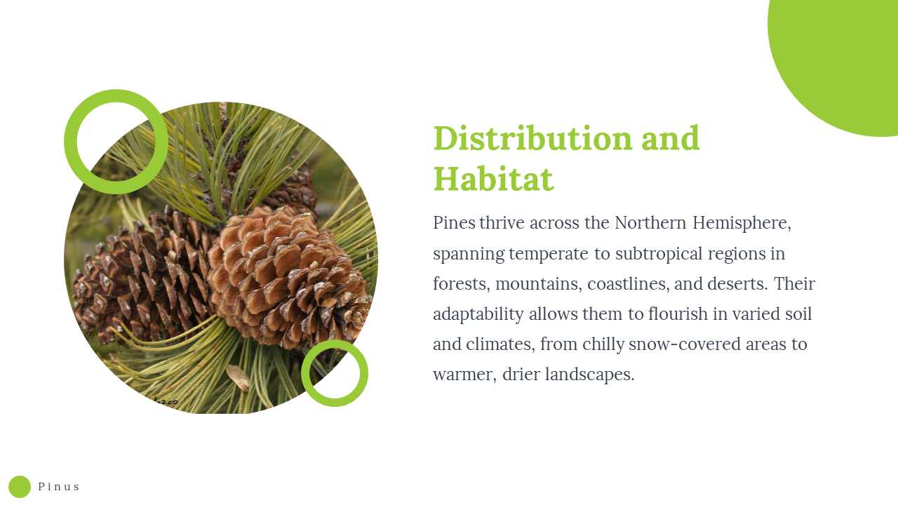 79518-pinus-powerpoint-template-03