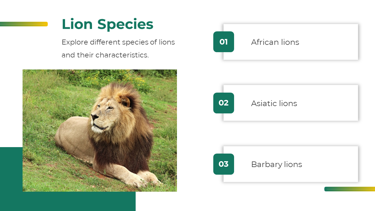 Slide showing lion species with photo of a lion on grass and three labeled boxes for African, Asiatic, and Barbary lions.