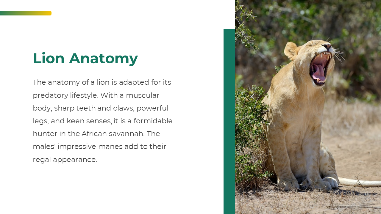 Lion anatomy slide with yawning lioness on the right and text on the left describing features like muscle, claws, and senses.