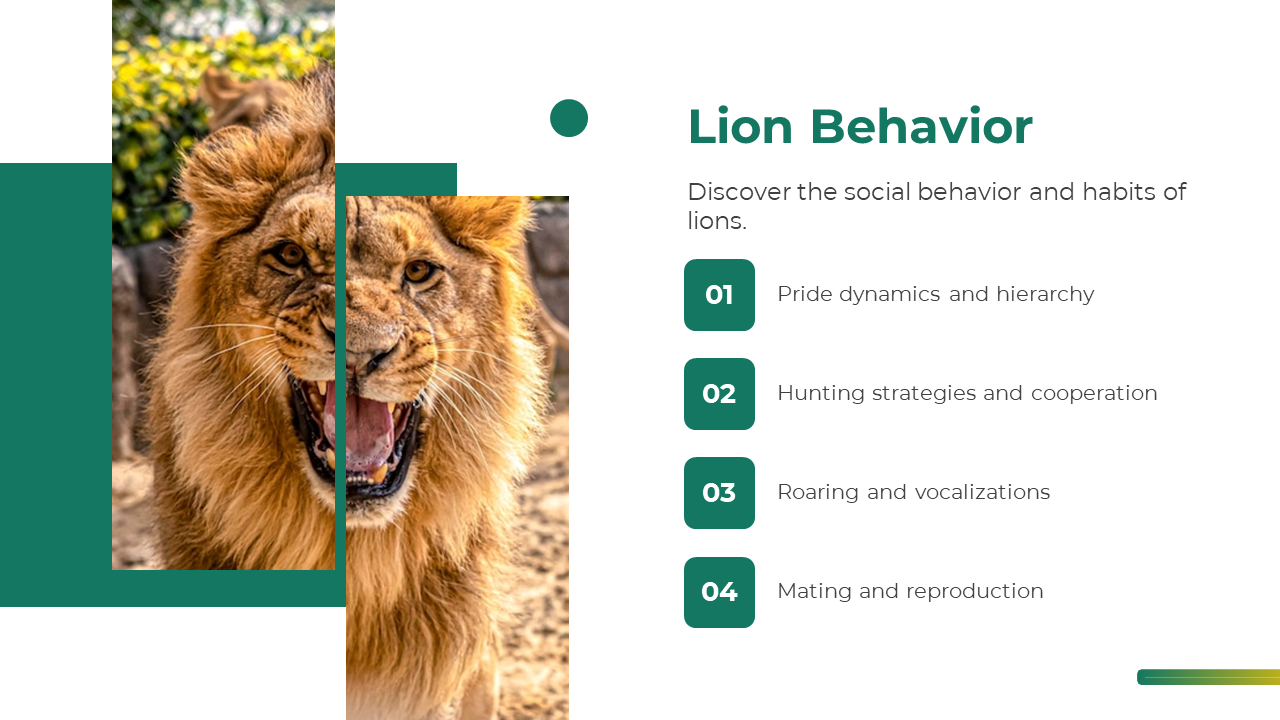 Lion behavior slide with roaring lion photo on the left and four green point about pride, hunting, vocalizations, and mating.