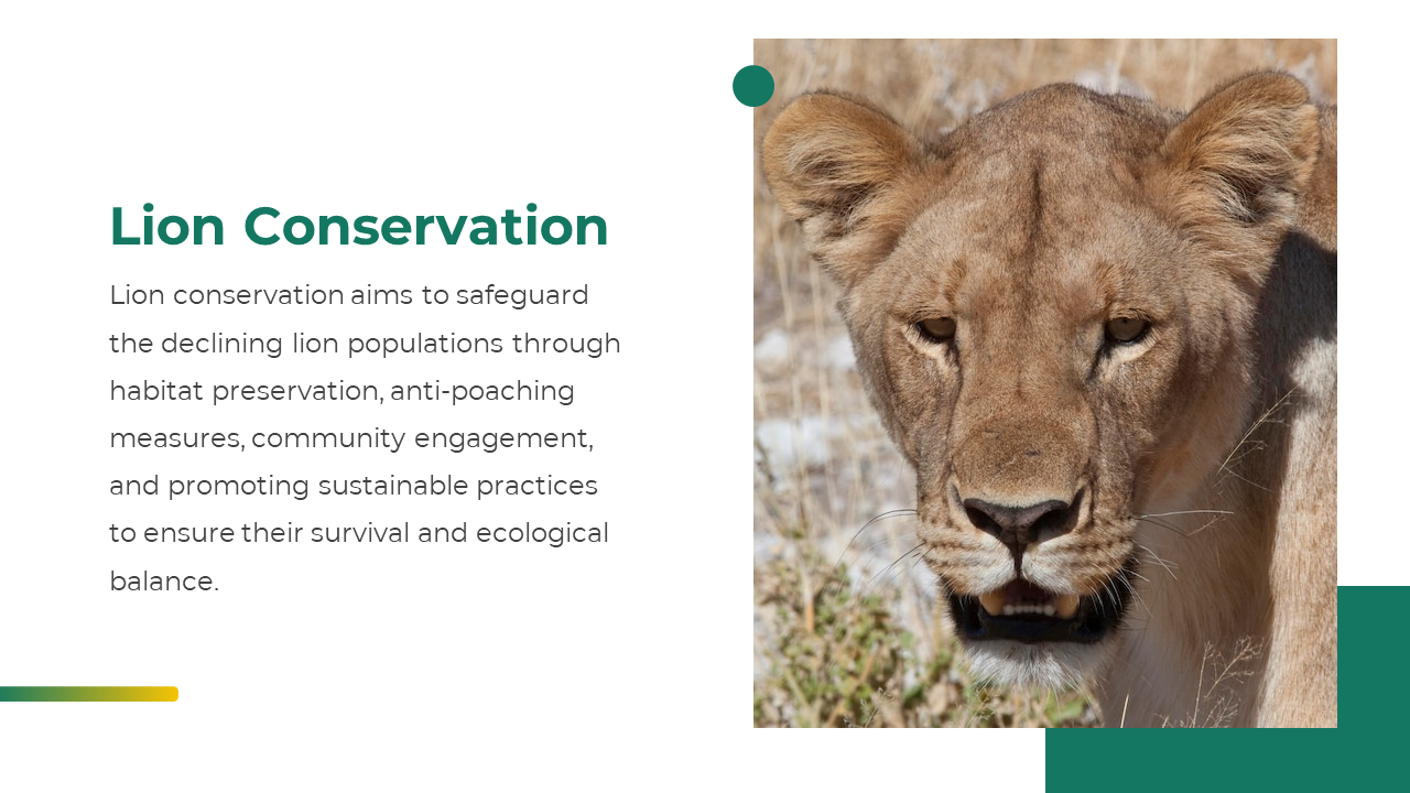 Slide showing a roaring lion photo divided into panels beside a list of four lion behavior traits with numbered green labels.