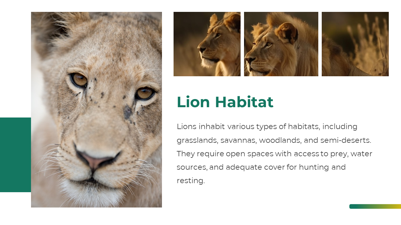 Lion conservation slide with a lioness and paragraph discussing efforts like habitat protection and anti poaching measures.