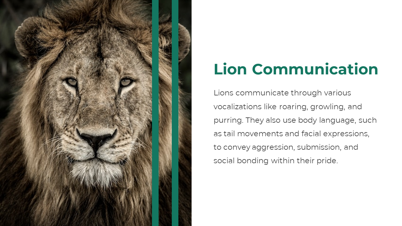 Slide featuring photos of lions with text on their prey and eating habits, including scavenging and large herbivore hunting.