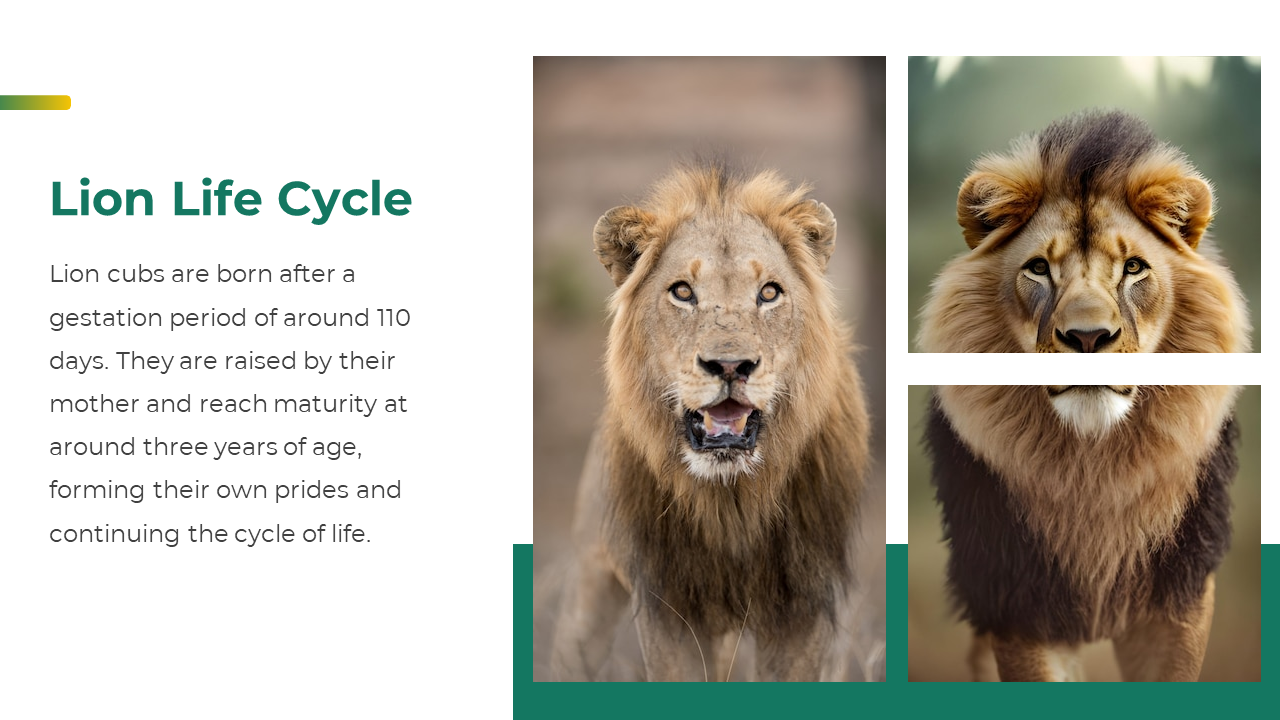 Lion communication slide with a lion portrait on the left and text on the right describing vocal and body language behaviors.