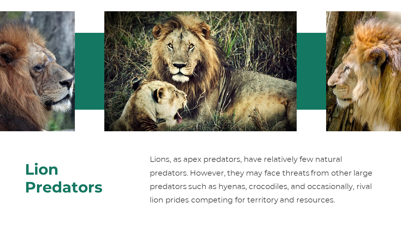 Slide on lion life stages with bold title, description of development milestones, and photos showing adult male lions.