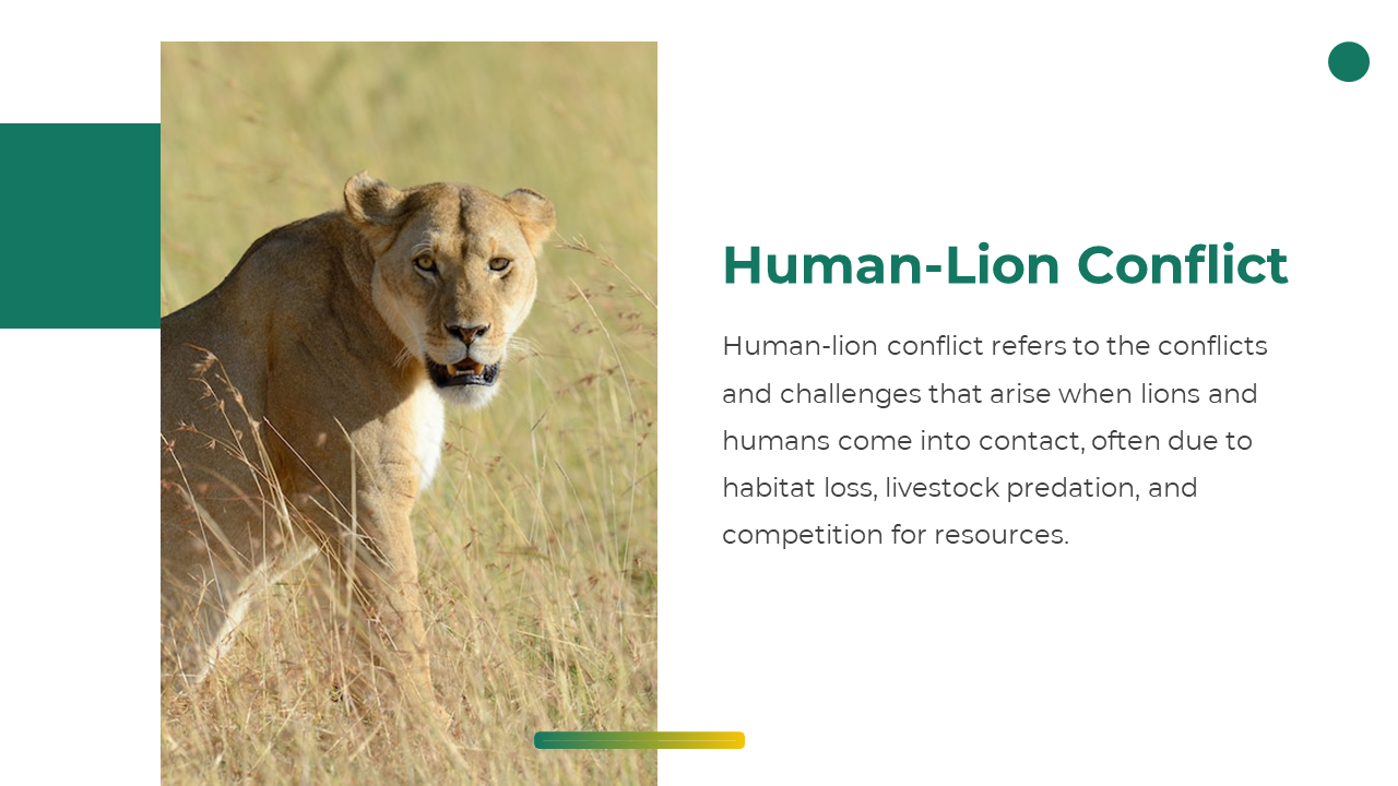 Human lion conflict slide with lioness in tall grass and text explaining habitat loss and competition as causes of conflict.