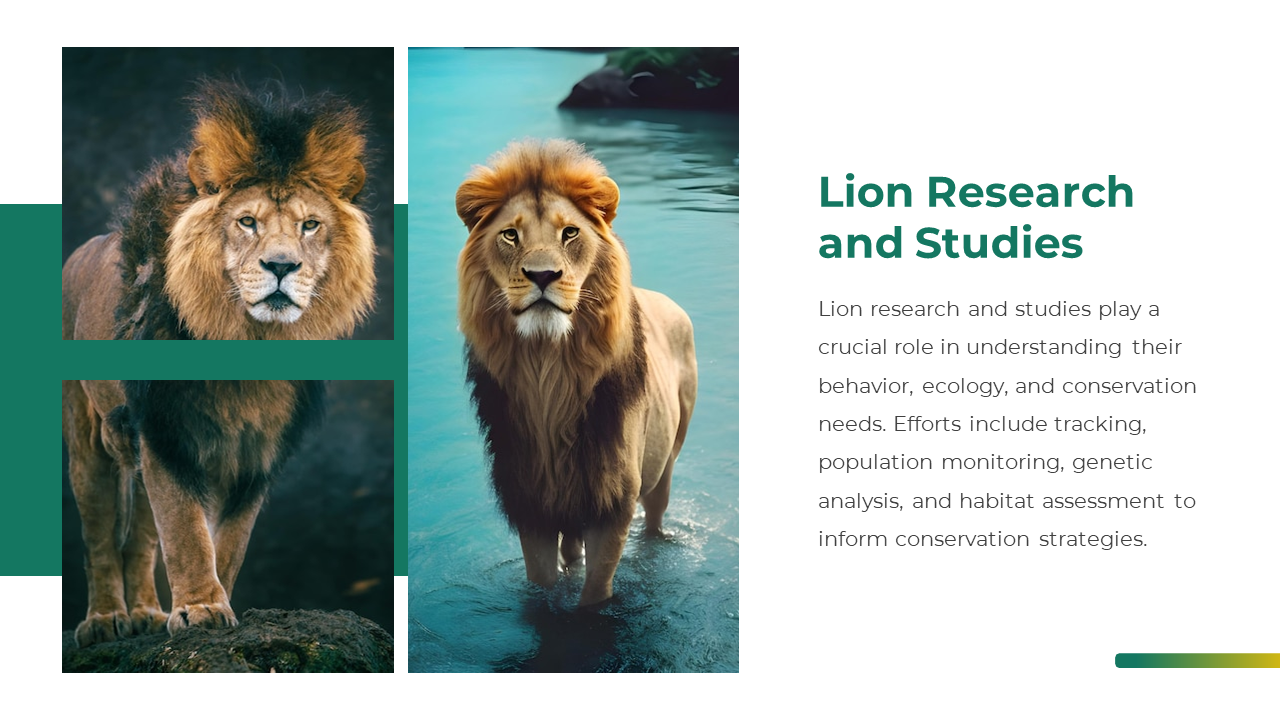 Lion research slide with three lion images and text on tracking, genetics, and habitat studies for conservation purposes.