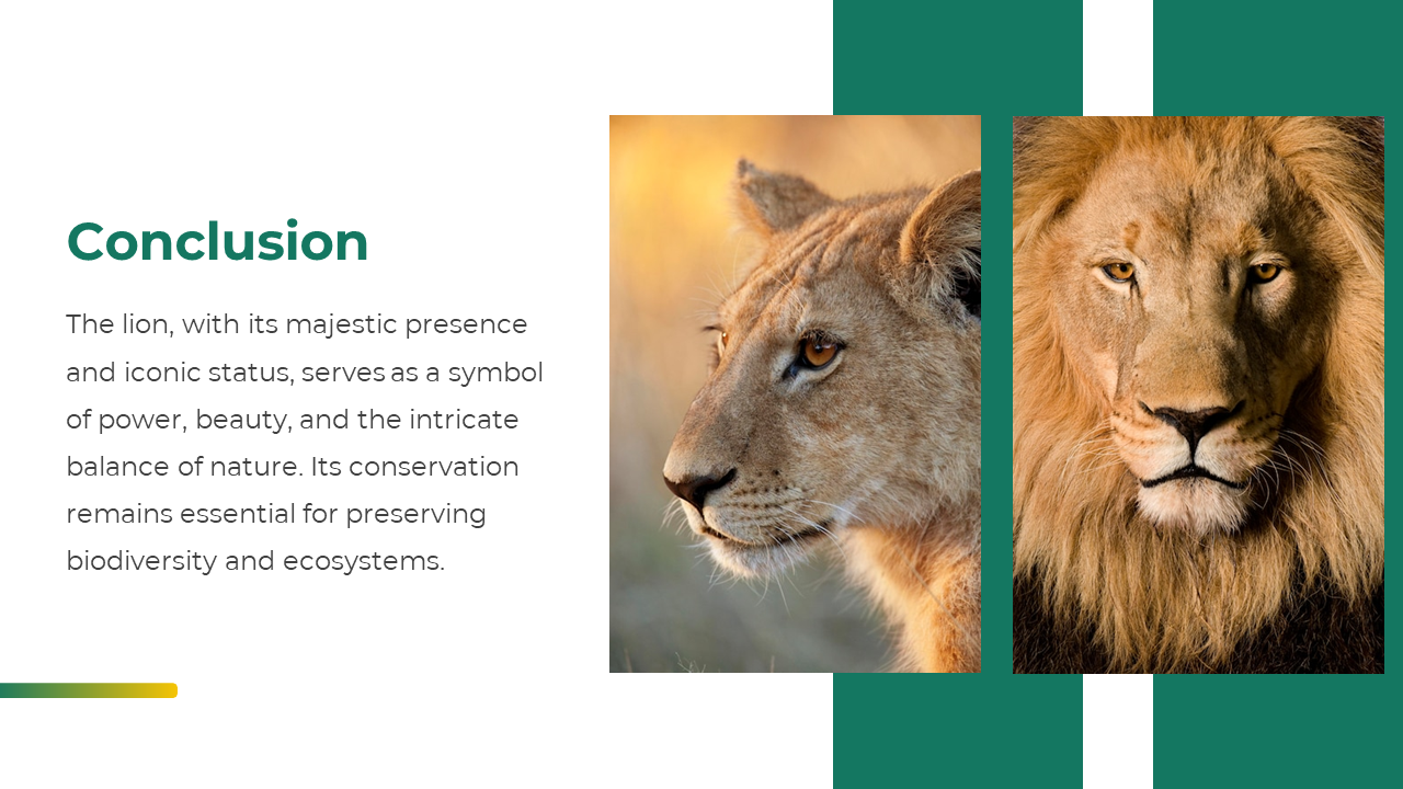 Conclusion slide with lion and lioness images and text highlighting the lion’s symbolism and importance in conservation.