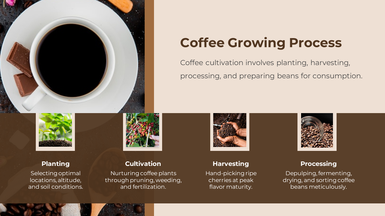 Coffee Growing Process slide featuring large cup image and a four-step visual timeline of planting to processing with photos.