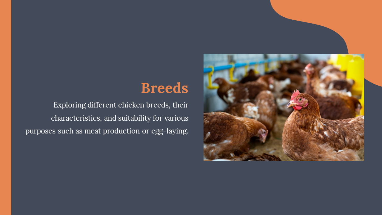 Text block describing chicken breeds on dark background, paired with right-side photo of chickens near feeders.