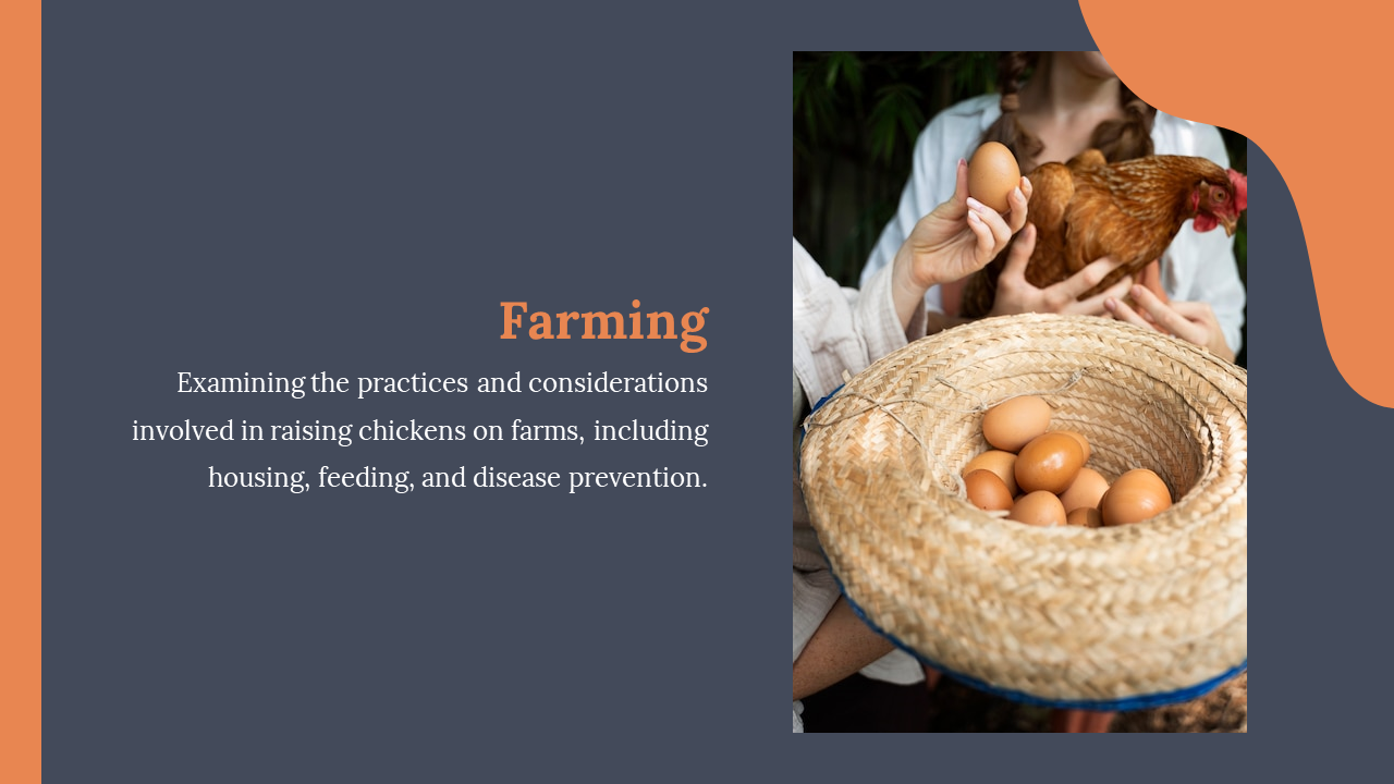 Farming slide with title and text on left, showing hands holding a chicken and collecting eggs in a straw hat on the right.
