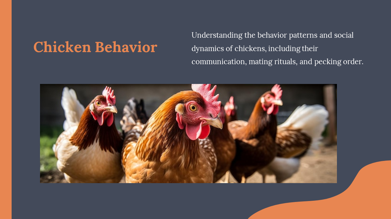 Group of chickens in focus below behavioral text block, underlined by orange-accented dark background design.