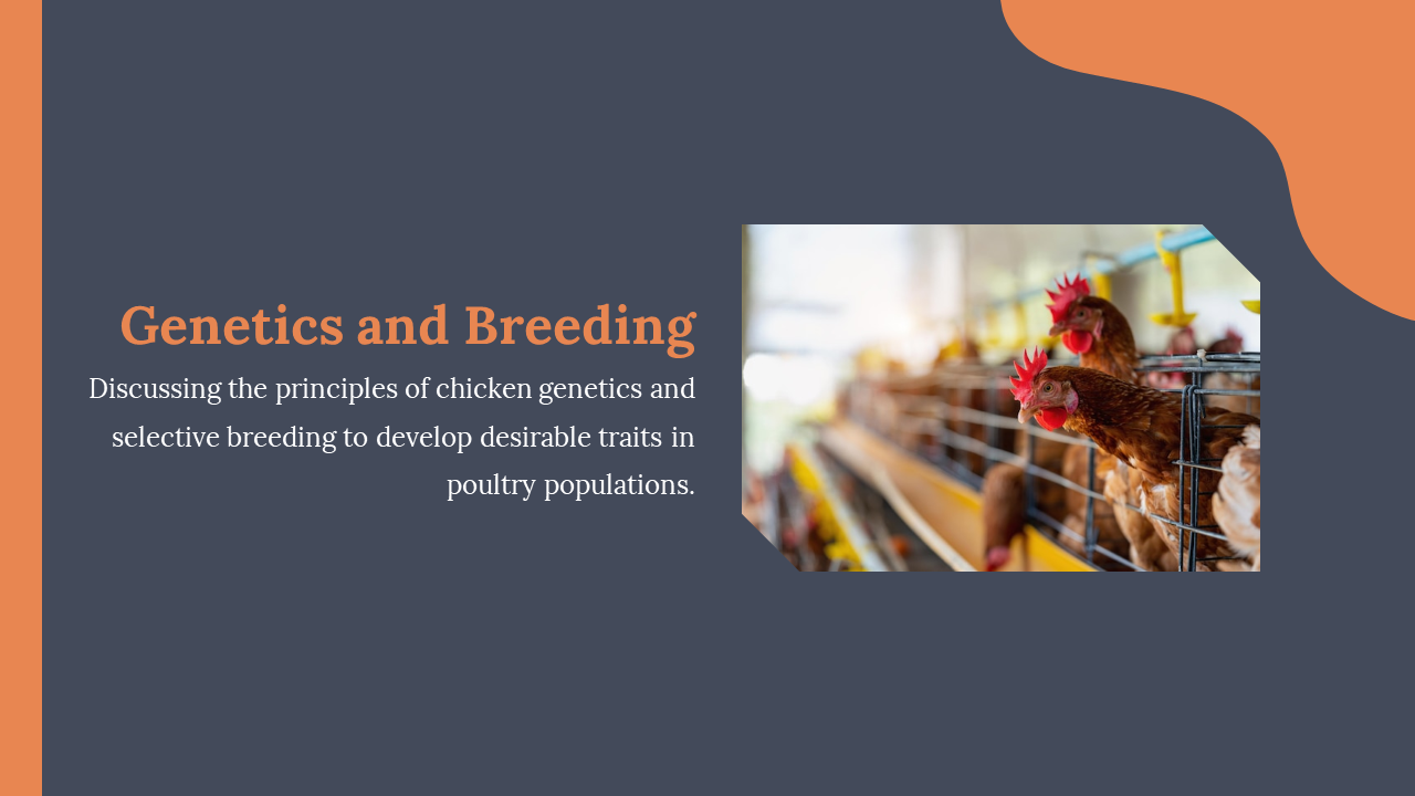 Image of caged chickens in poultry facility, placed next to text about selective breeding and genetic traits in chickens.
