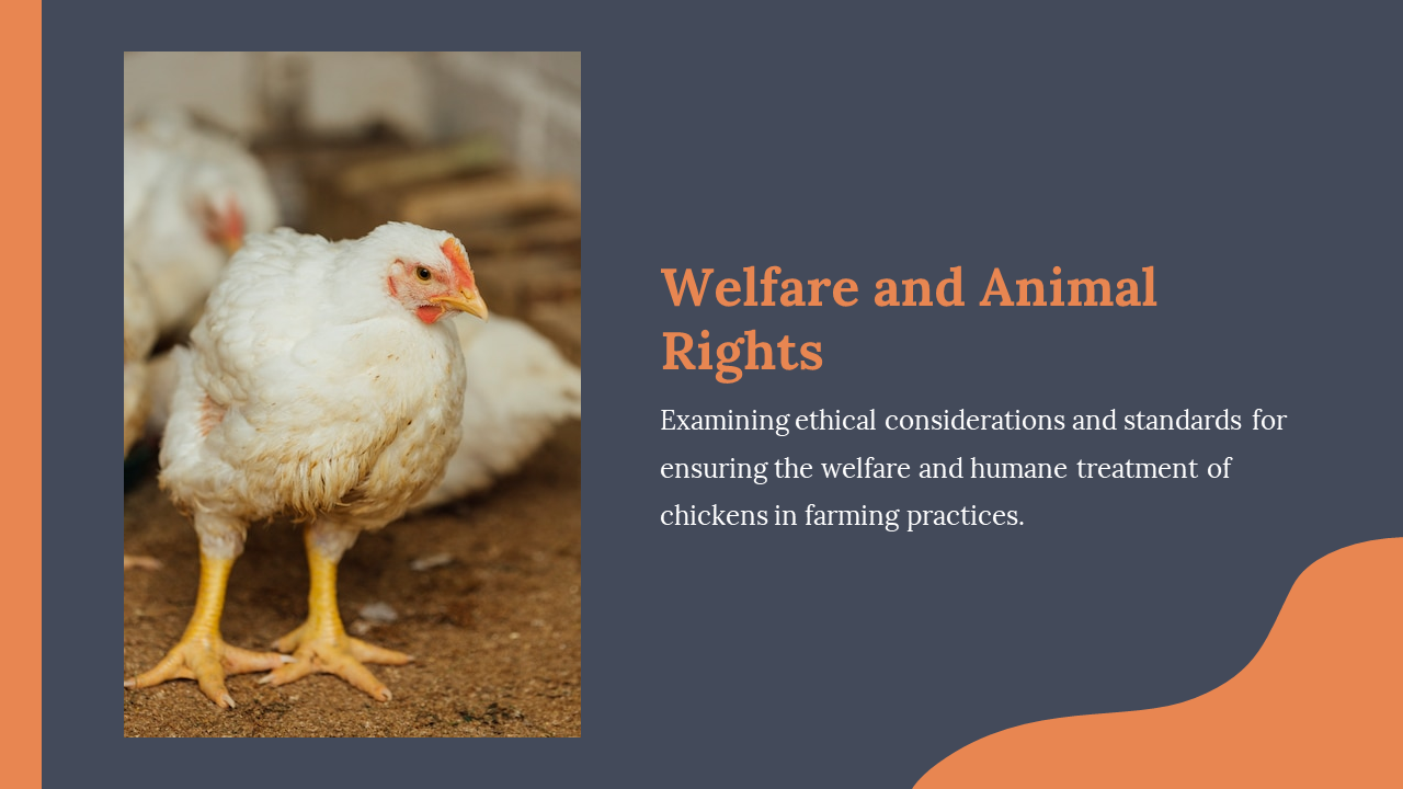 Left aligned photo of white chicken on brown ground, paired with text on animal rights and welfare standards in farming.