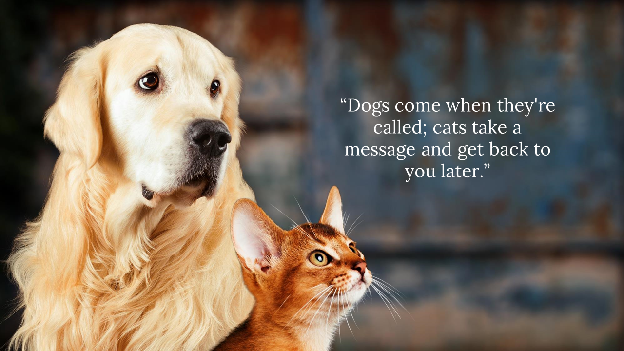 Golden retriever and orange cat on left side of a dark background, with a humorous quote about dogs and cats on the right.