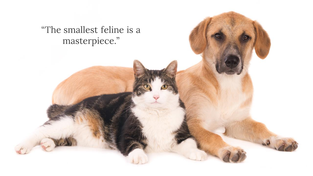 Pet themed image showing relaxed cat and dog on white, next to a quote praising the beauty of felines.
