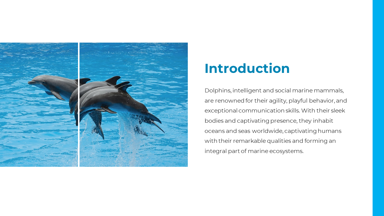Introduction slide with split layout showing dolphins mid-jump on the left and blue-highlighted text on the right.