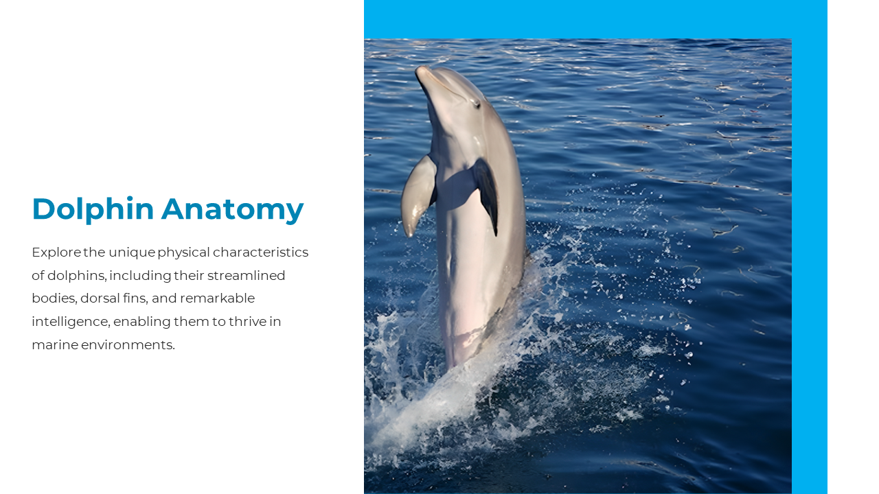 Slide showing a jumping dolphin with splash effects and descriptive text about dolphin anatomy on a white background.