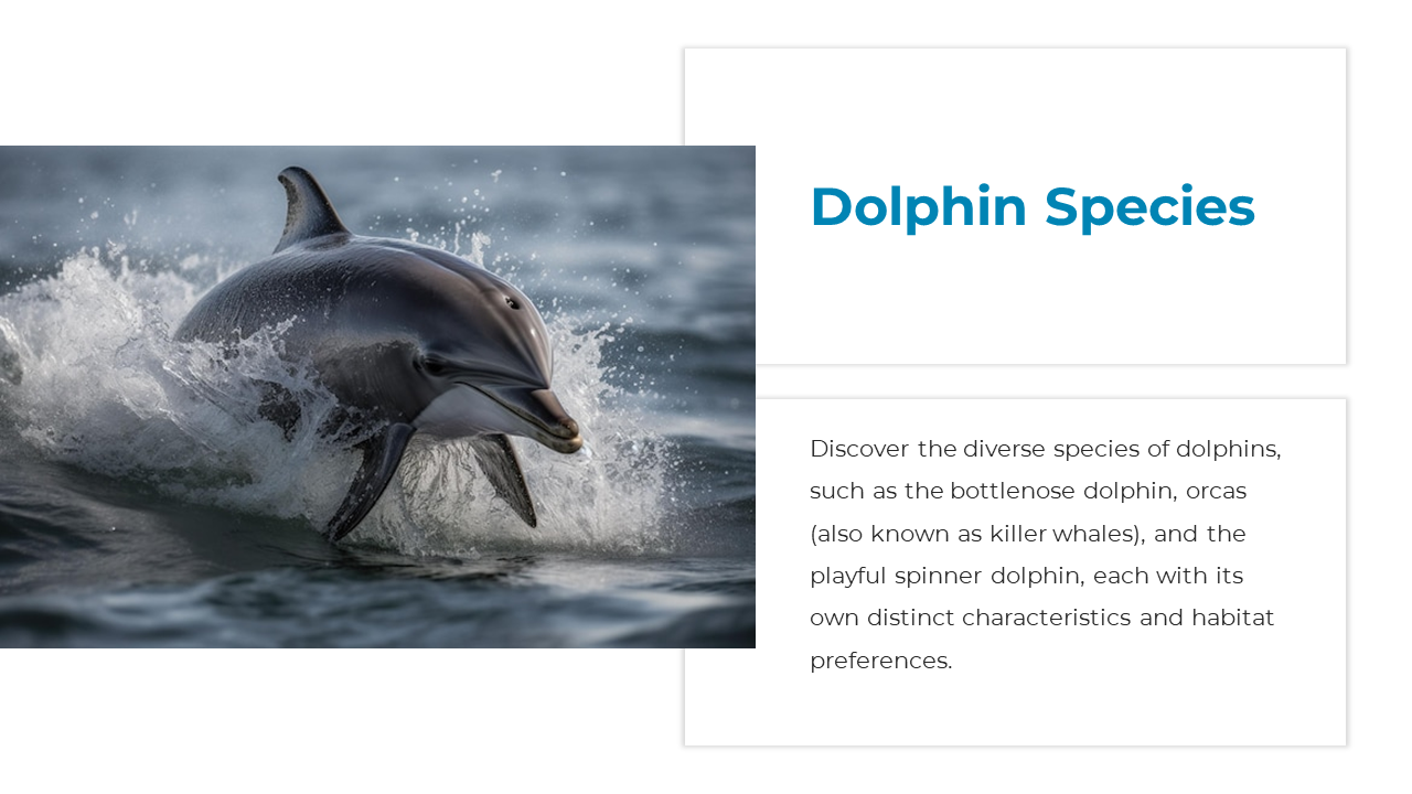 Dolphin Species slide showing a dolphin swimming through water on the left and a text box on the right describing species.