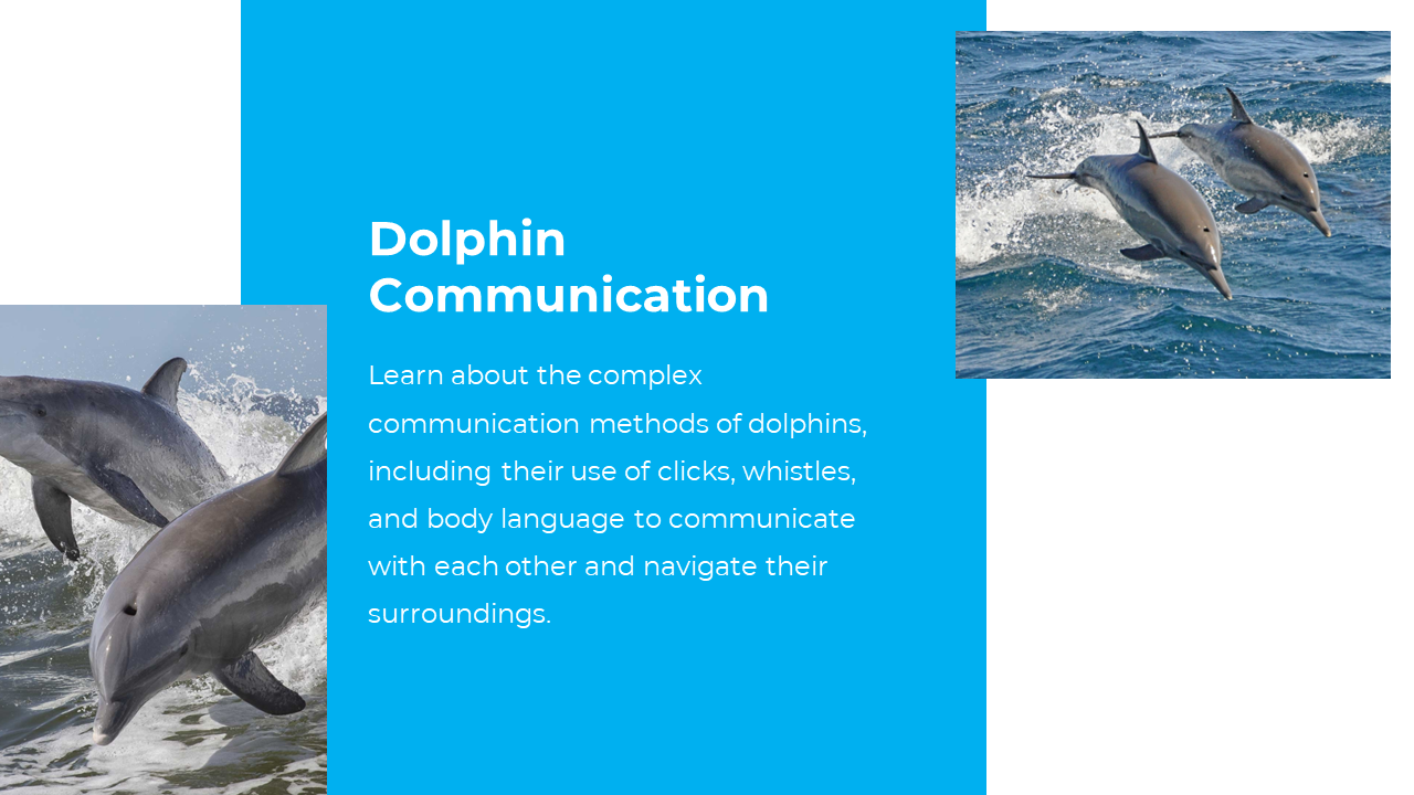 Slide on dolphin communication showing dolphins leaping in ocean and a blue text box explaining how they interact.