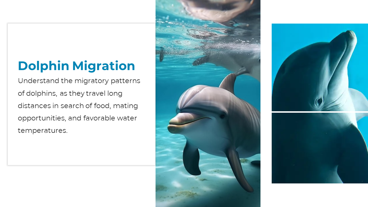 Dolphins swimming underwater and interacting, paired with text on migration for food, mating, and temperature.