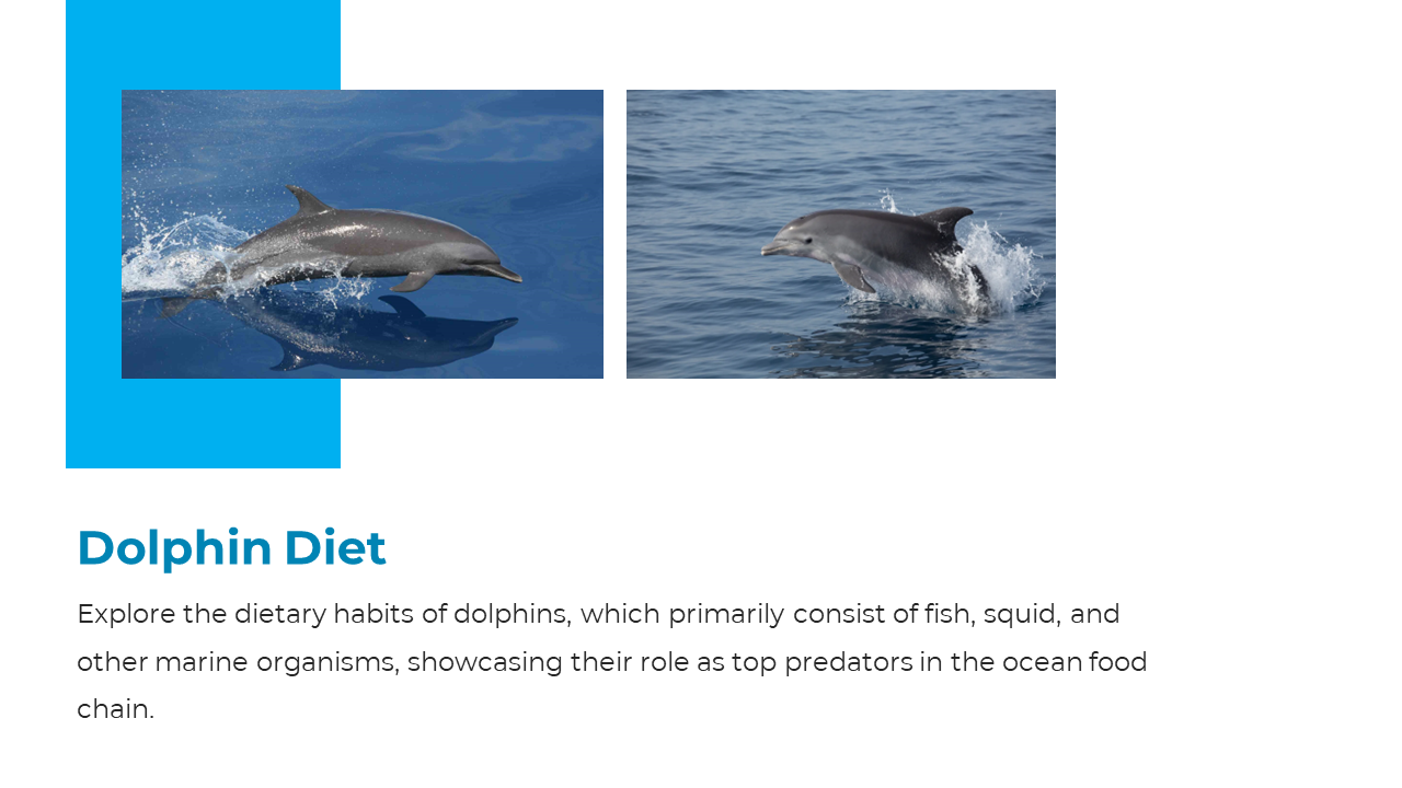 Two dolphins leaping above ocean water, illustrating movement and energy beside text about dolphin dietary habits.