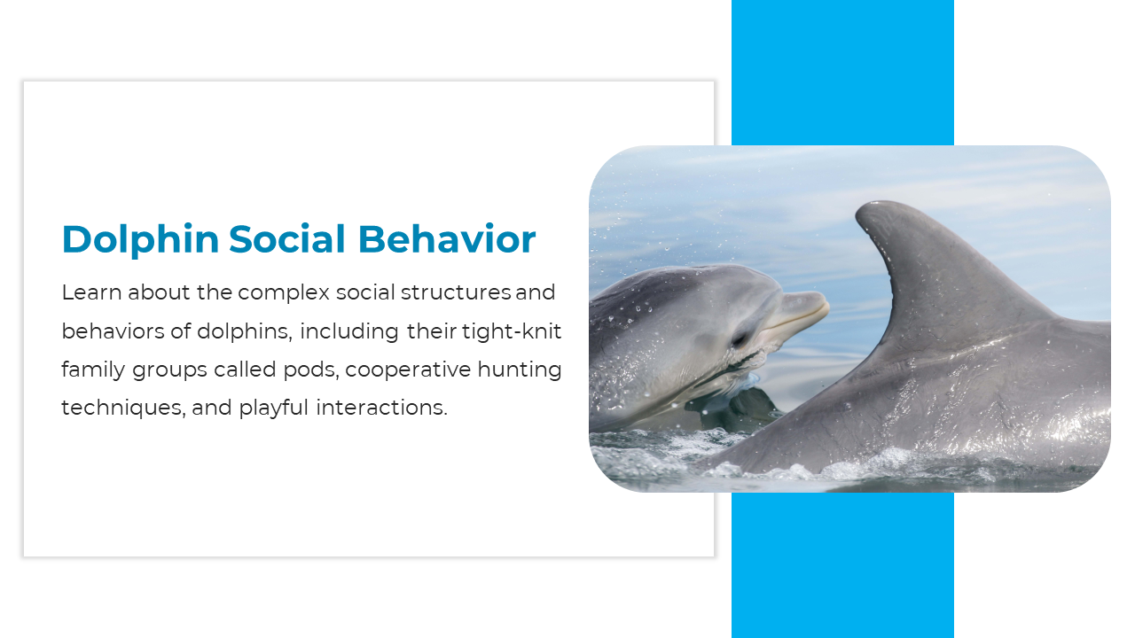 Two dolphins swimming together, appearing to interact, beside text explaining dolphin social behavior and group dynamics.