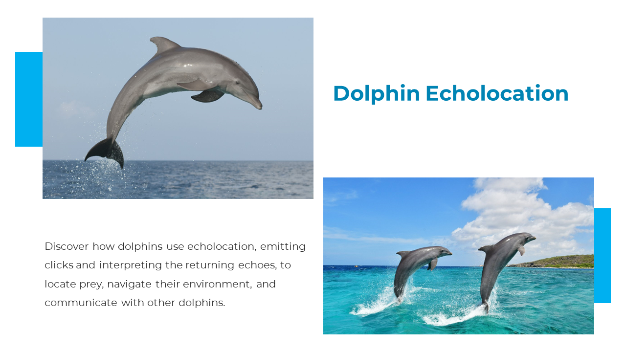 Images of jumping dolphins in clear waters paired with a description of how they use echolocation to communicate and hunt.