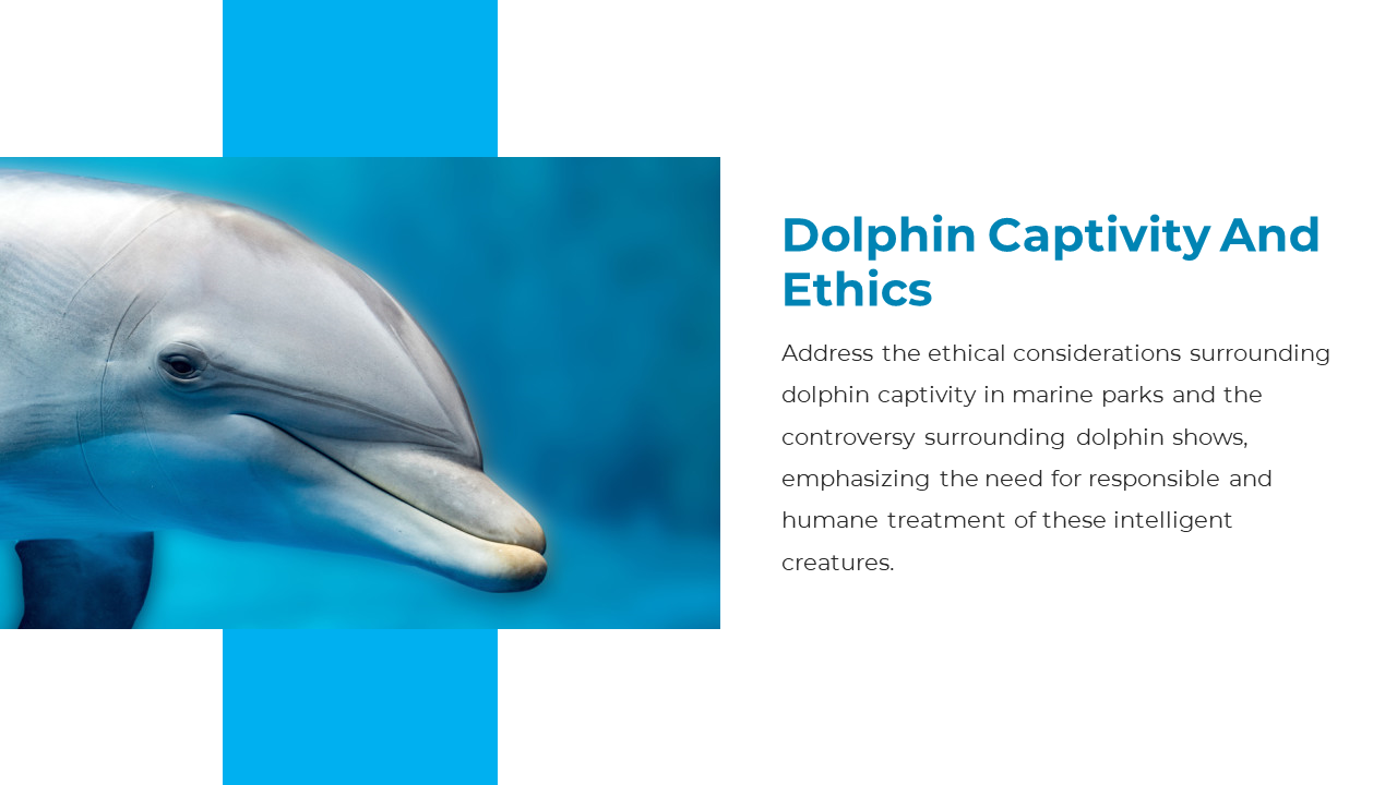 Dolphin portrait on left, with slide text highlighting ethical concerns about captivity, marine parks, and dolphin welfare.