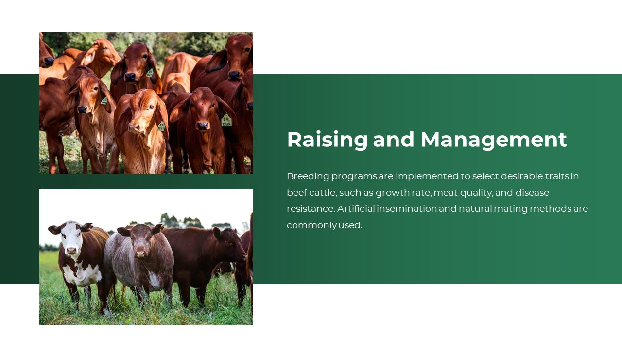 Brahman cattle in green and various beef breeds shown to illustrate breeding and management practices.