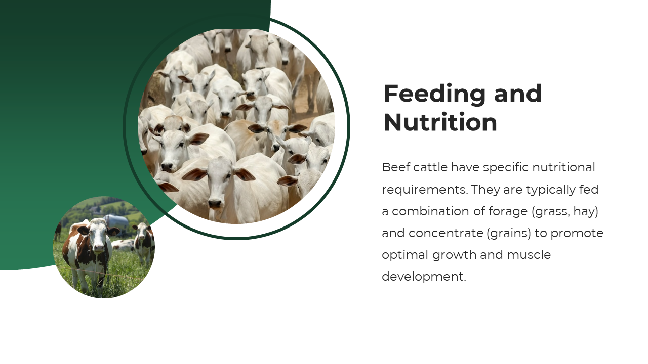 Two circular cattle photos on a green-to-white background, highlighting feeding practices and nutritional care.