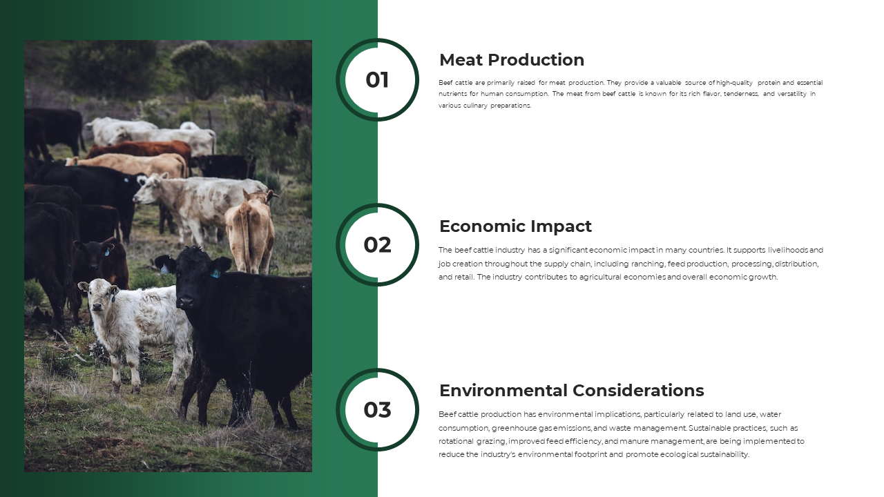Green accented slide showing cattle herd beside three circular icons labeled 01 to 03 with text on beef cattle benefits.