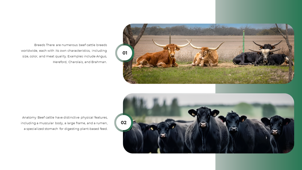 Split slide showing horned cattle lounging in a pasture above and black beef cattle facing forward below, with sections.