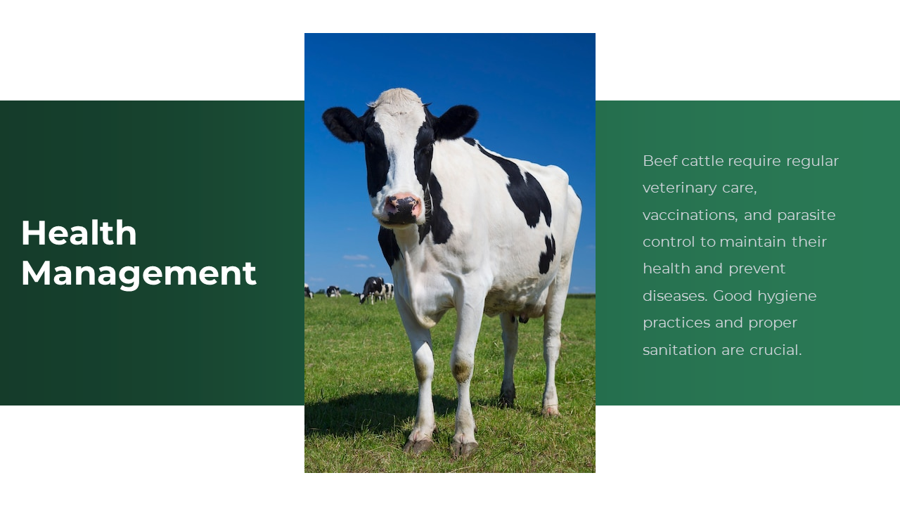 Slide layout with a cow under clear blue sky in center, and green sections explaining veterinary care and sanitation.
