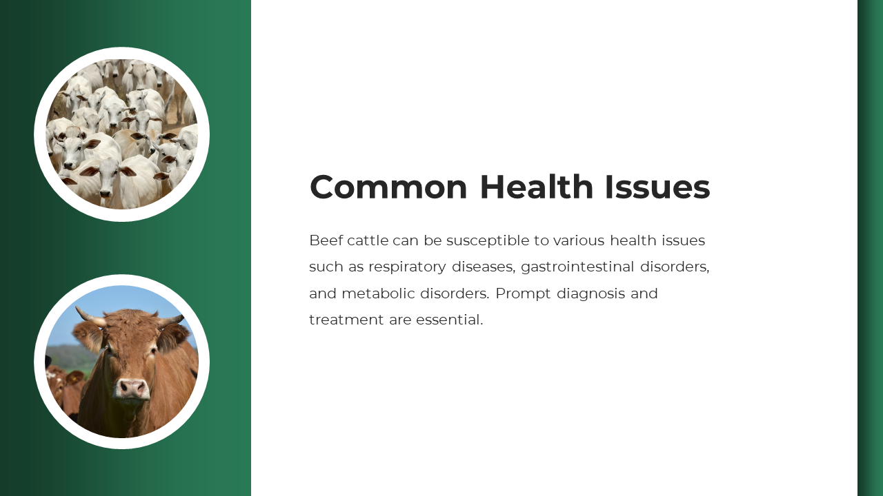White and brown cattle photos stacked left, with text about respiratory and metabolic issues on white background.
