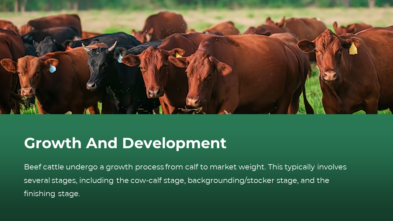 Cattle in grassy field with overlay text below explaining calf to market growth stages in beef production.