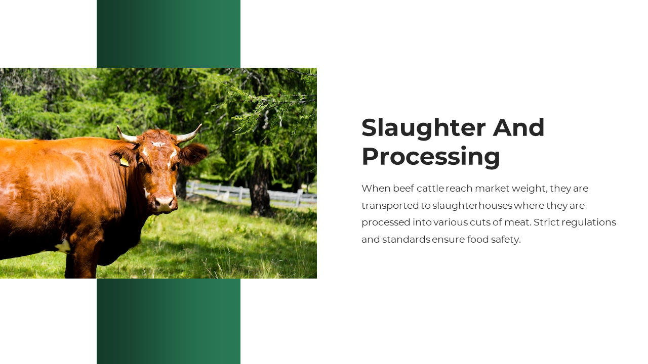 Slide showing a reddish cow near trees with right white aligned text about beef processing and safety.