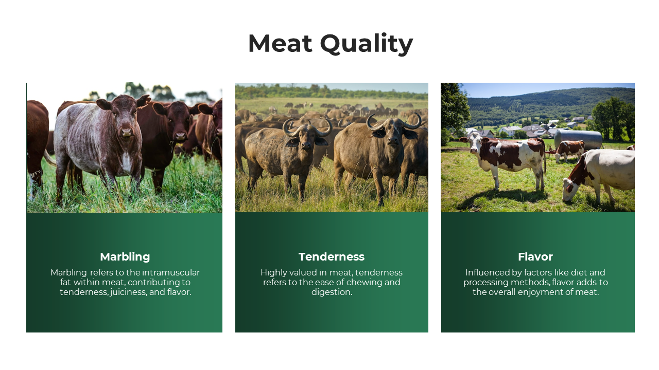 Cattle images in vertical panels above text blocks explaining marbling, tenderness, and flavor in meat production.