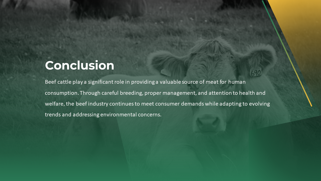 Conclusion slide featuring a cow in grayscale with green overlay, highlighting beef production value and evolving practices.