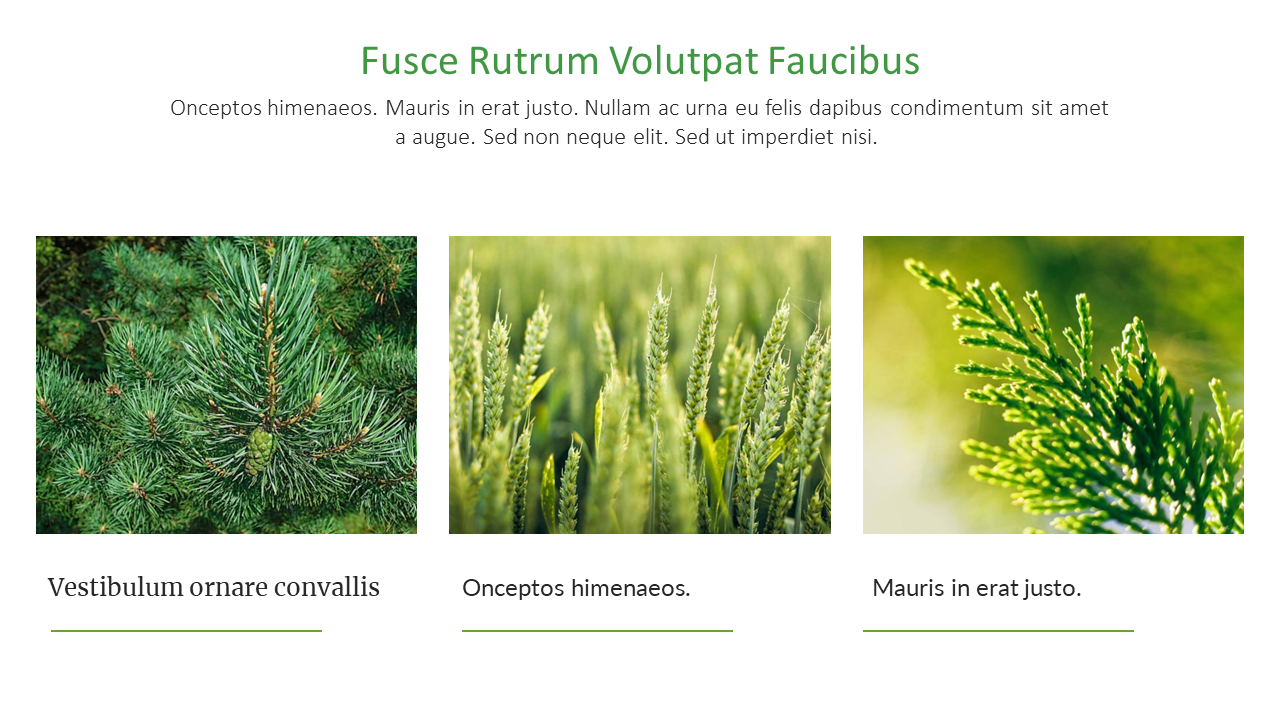 A trio of close up images of pine, wheat, and cedar leaves with a header titled fusce rutrum volutpat faucibus.